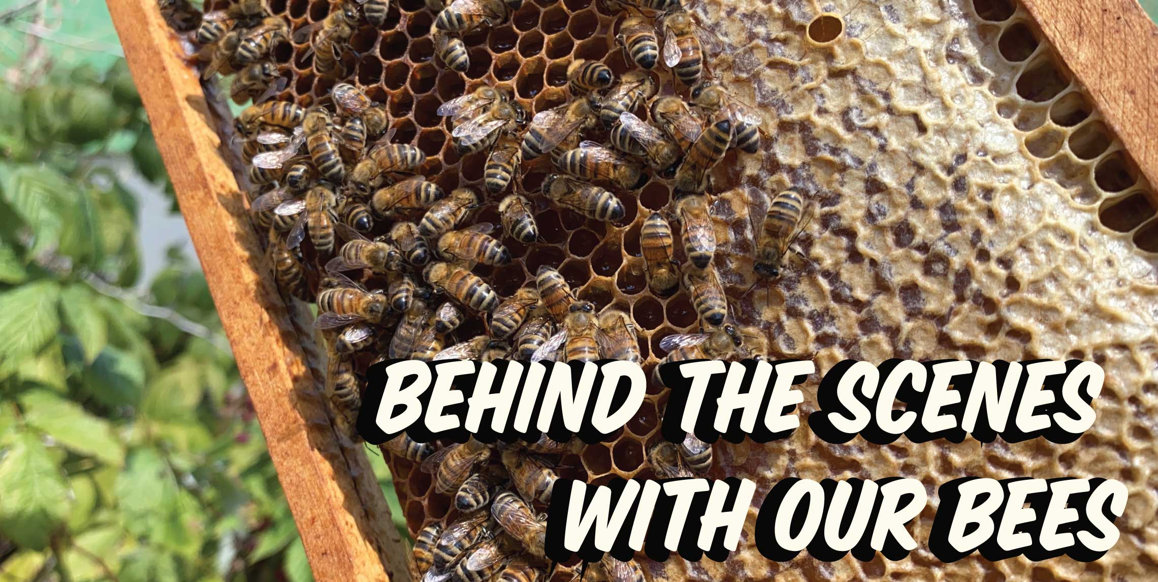 Behind the scenes with the bees