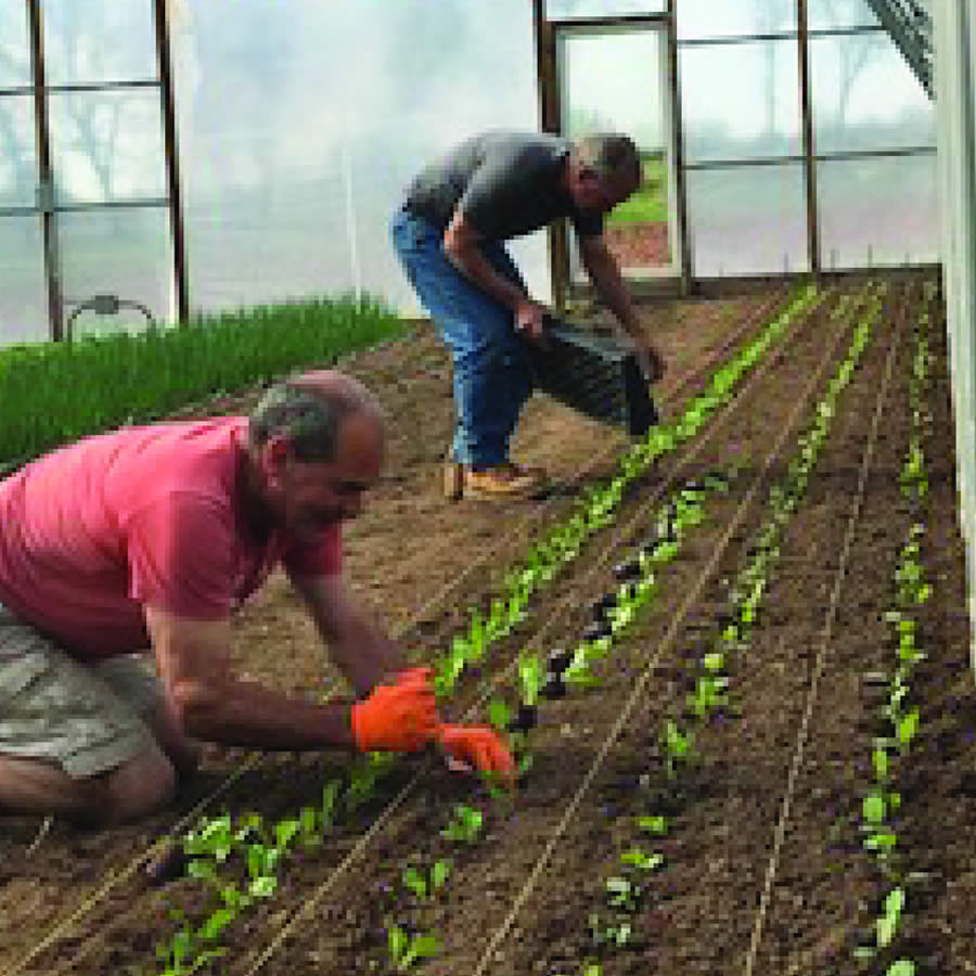 The Salad Farm