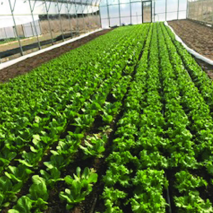 The Salad Farm