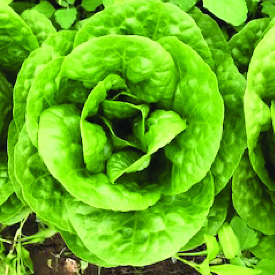 The Salad Farm