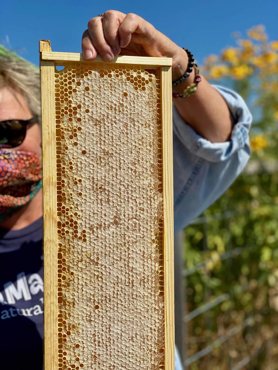 Bee Hive Frame