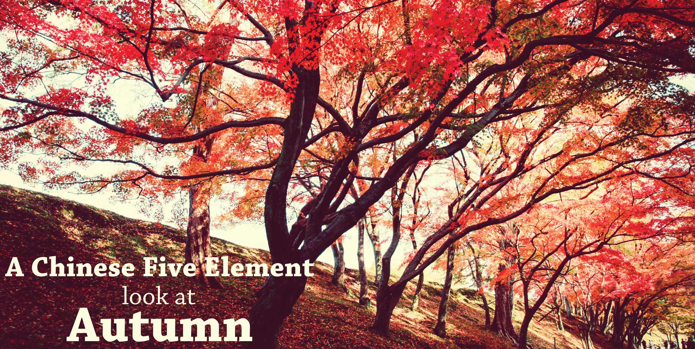 A Chinese 5 Element look at Autumn
