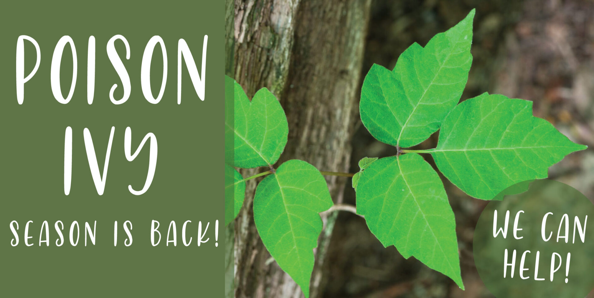 Poison Ivy Season