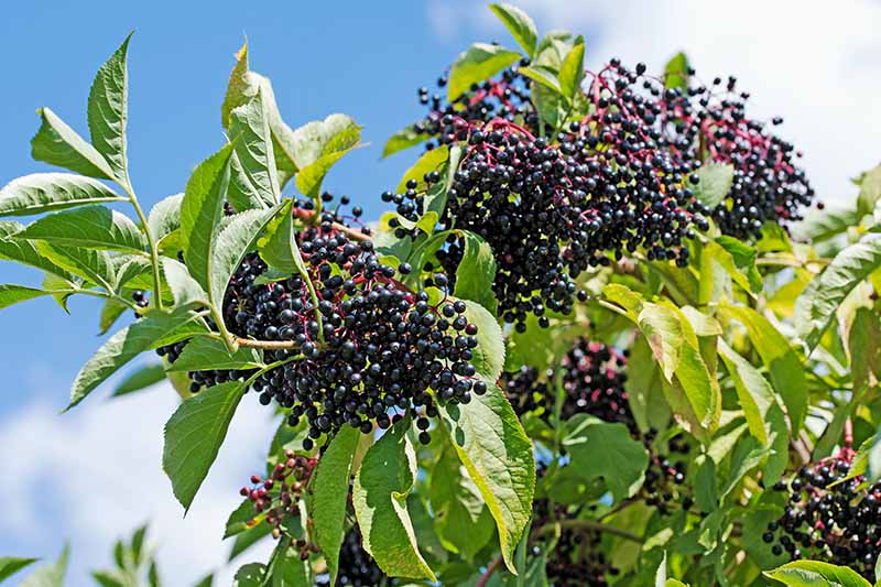 Elderberries